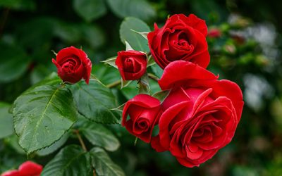#35. Roses