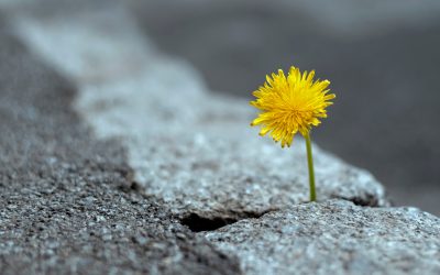 #49. Persistence