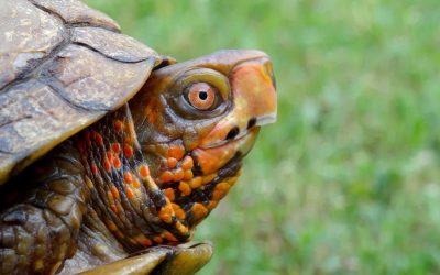 #51. Be A Turtle