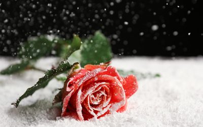 #82. Roses In Winter