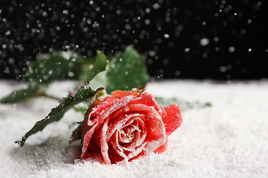 #82. Roses In Winter