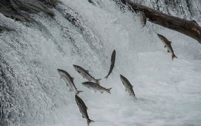 #239. The Salmon Principle