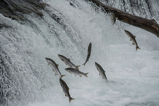 #239. The Salmon Principle