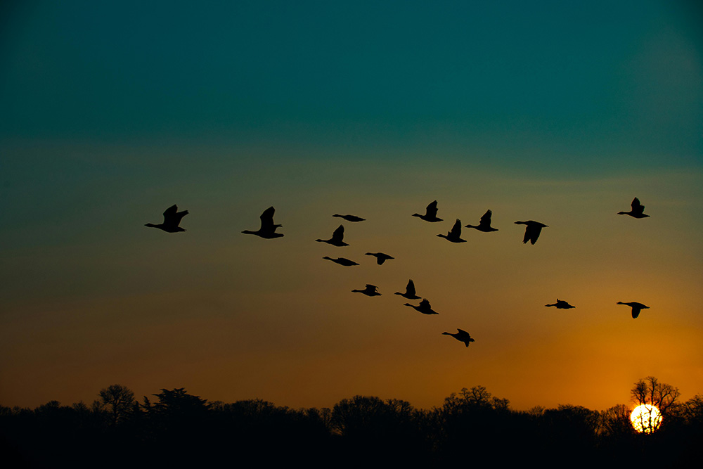 flock of geese